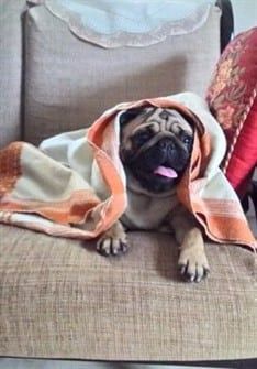 pug-dog-hiding-under-towel